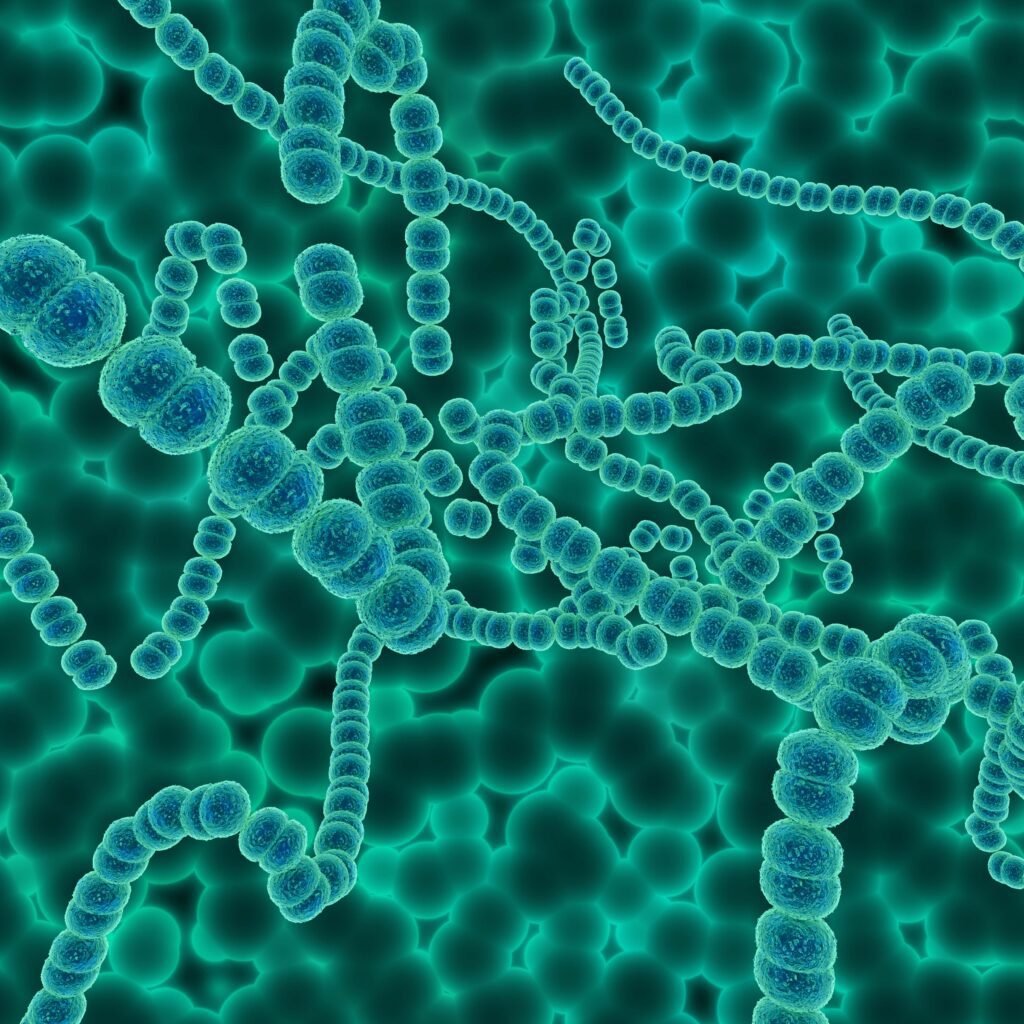 gut microbiome