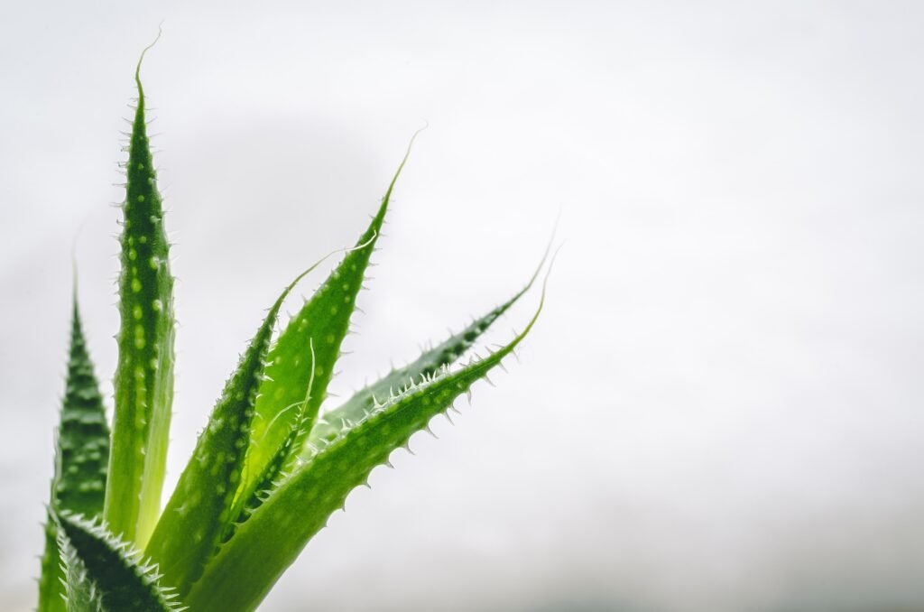 aloevera for ibs relief