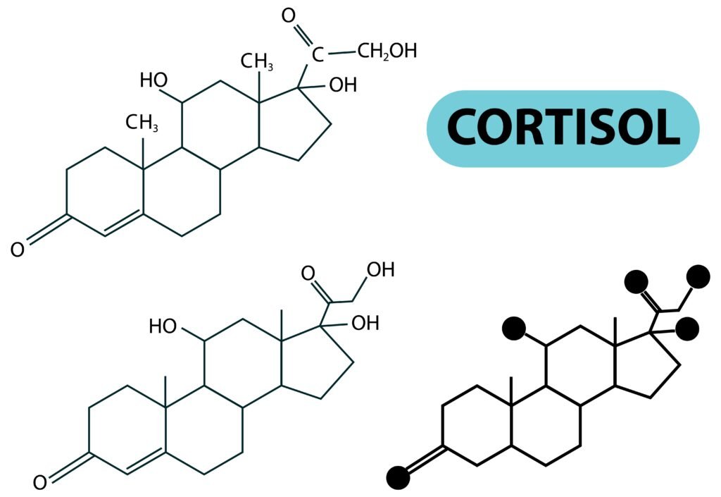 what exactly is cortisol